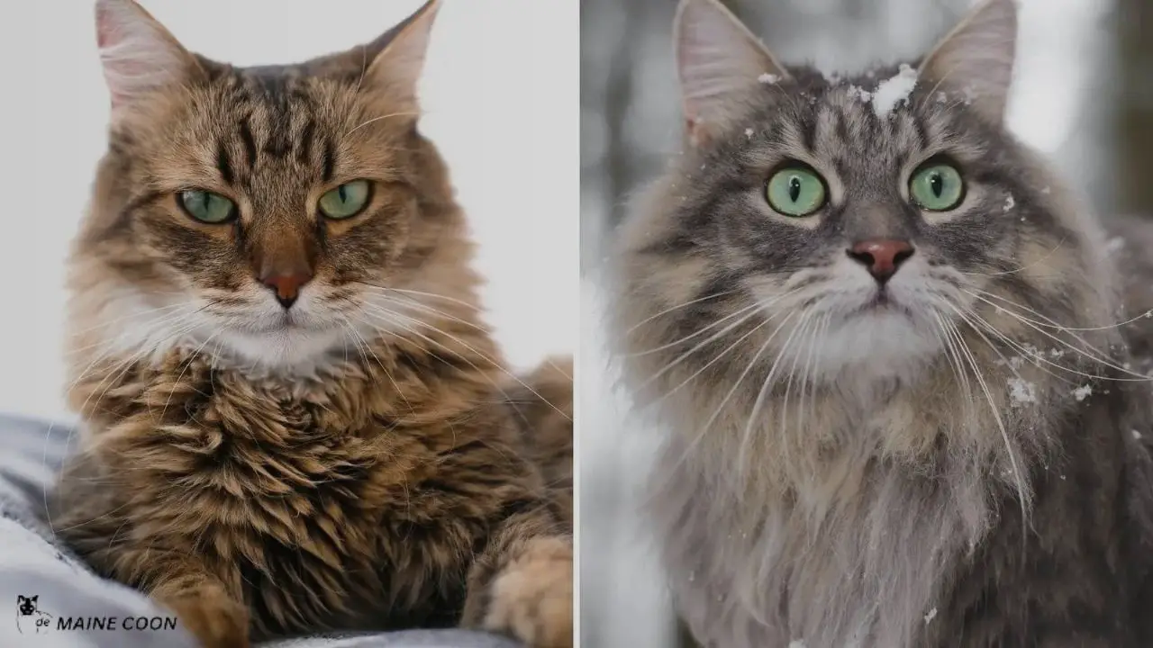 Appearance of Maine Coon Norwegian Forest Cat mix
