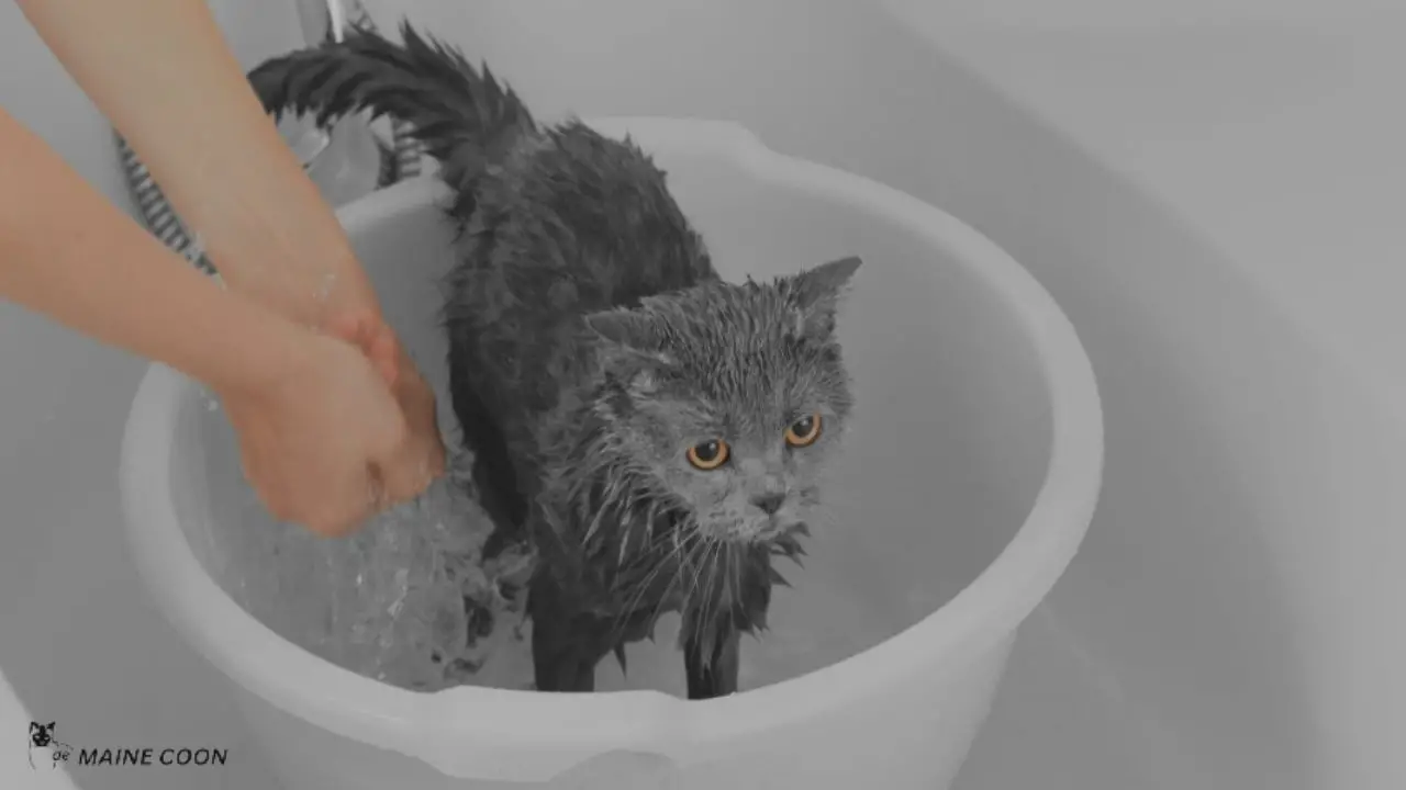 Bathe the cat to reduce cat allergy