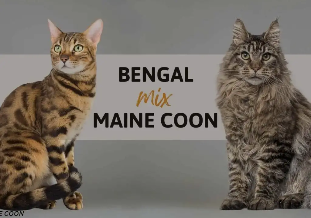 Bengal mix Maine Coon