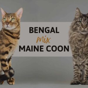 Bengal mix Maine Coon