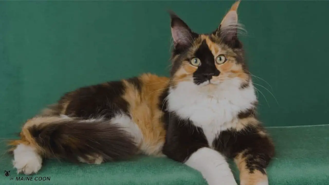 Calico Maine Coon Mix