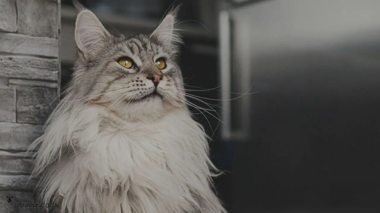 Diet For Maine Coon Shiny Coat