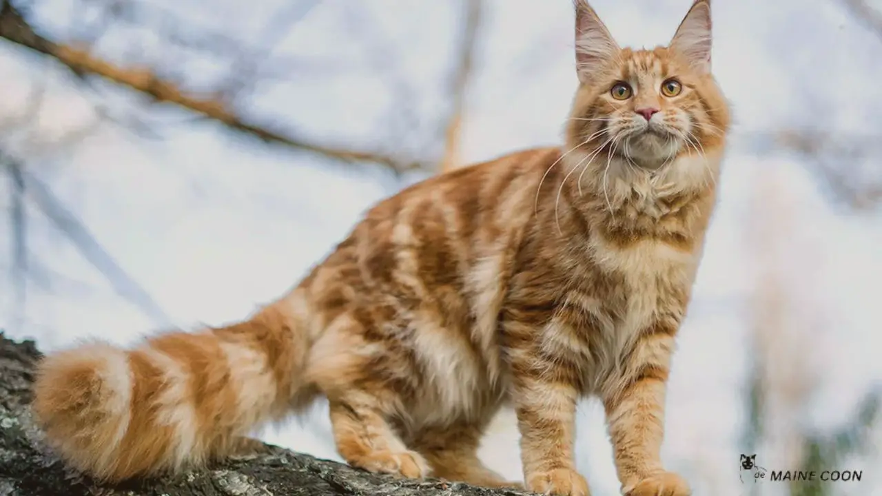 Discover The Beautiful Maine Coon Colors and Patterns