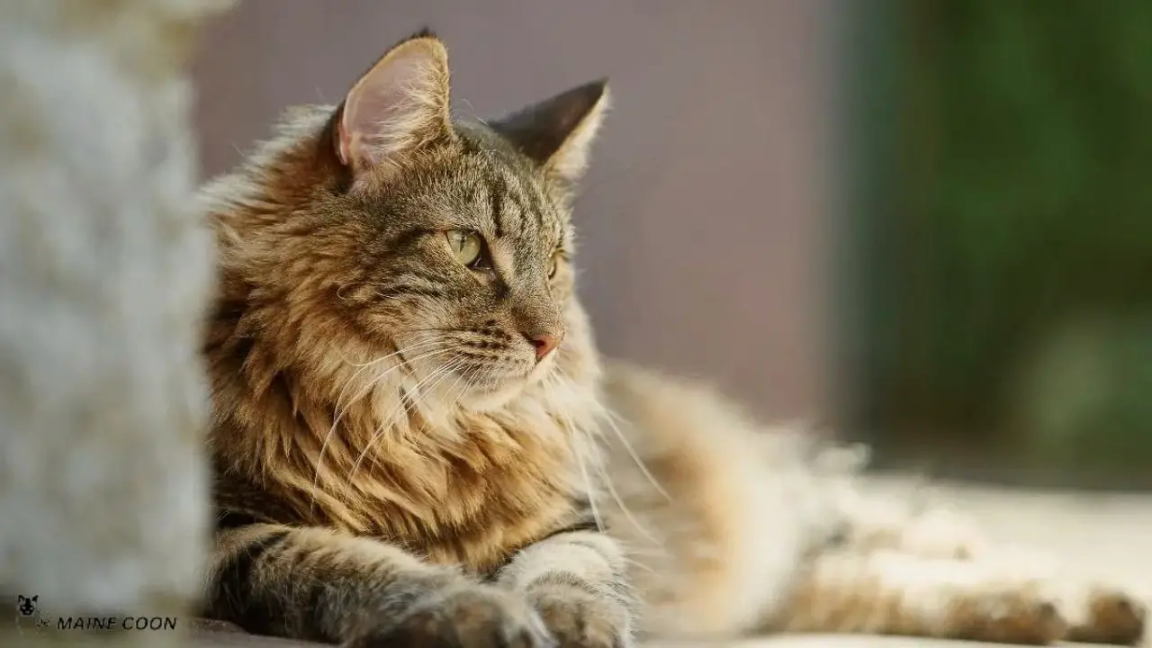 Grooming of Maine Coon Norwegian Forest Cat mix
