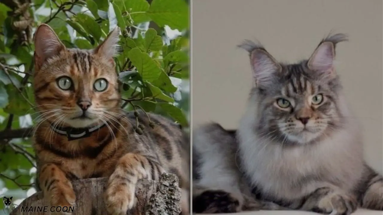 Health Problems in Bengal mix Maine Coon
