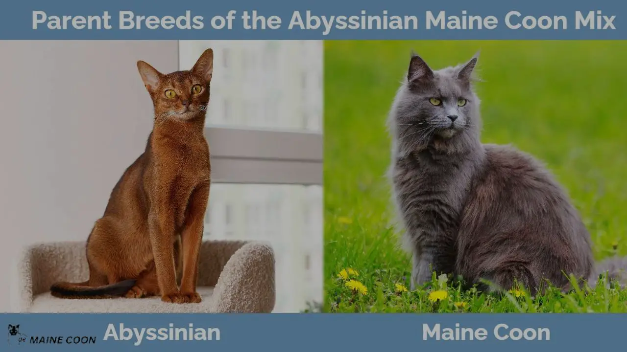 Maine Coon Abyssinian Mix