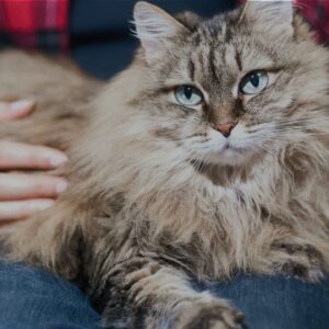 Maine Coon Hypoallergenic