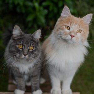 Maine Coon Mixes