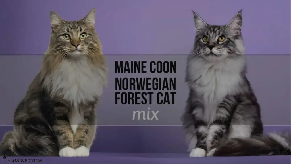 Maine Coon Norwegian Forest Cat mix
