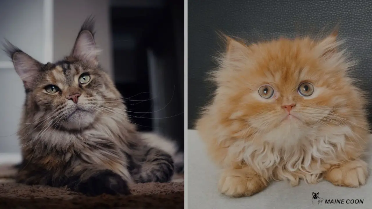 Maine Coon Persian Mix