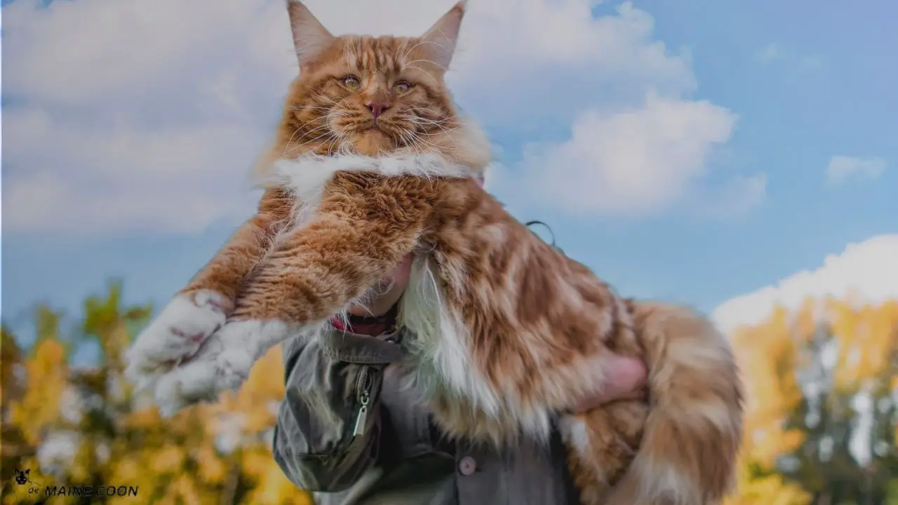Maine Coon Size