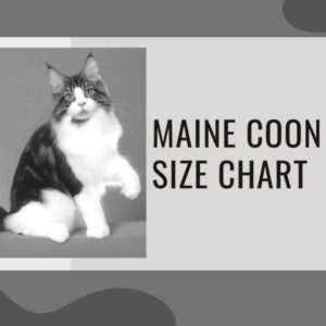 Maine Coon Size Chart