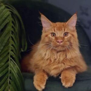 Maine coon Behavior Problems