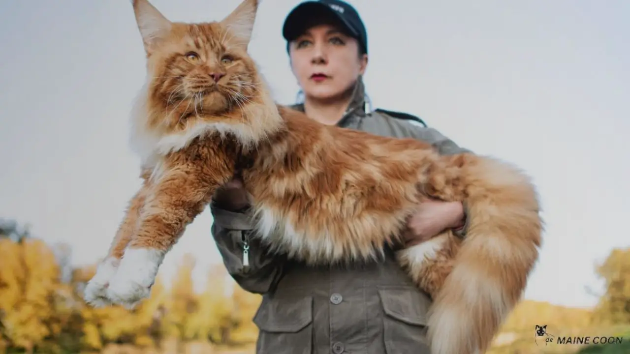 Myths of Maine Coon Size
