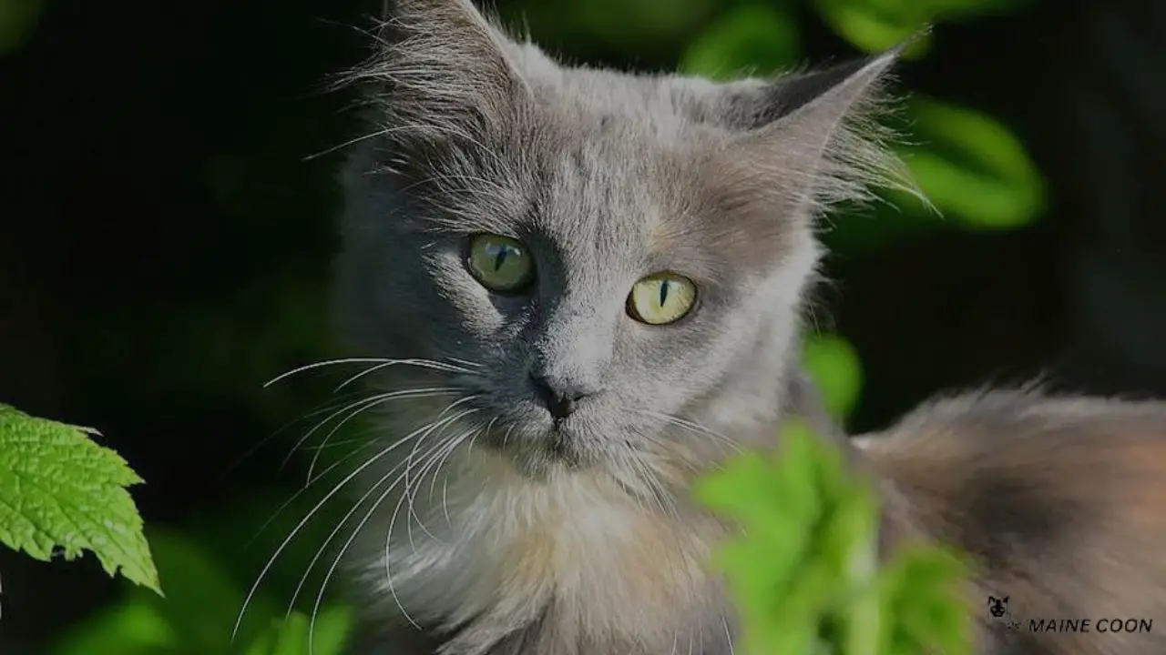 Russian Blue Maine Coon Mix