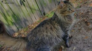 Savannah Maine Coon Mix