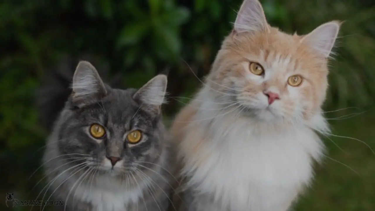 Solutions Of Maine Coon Behavior Problems