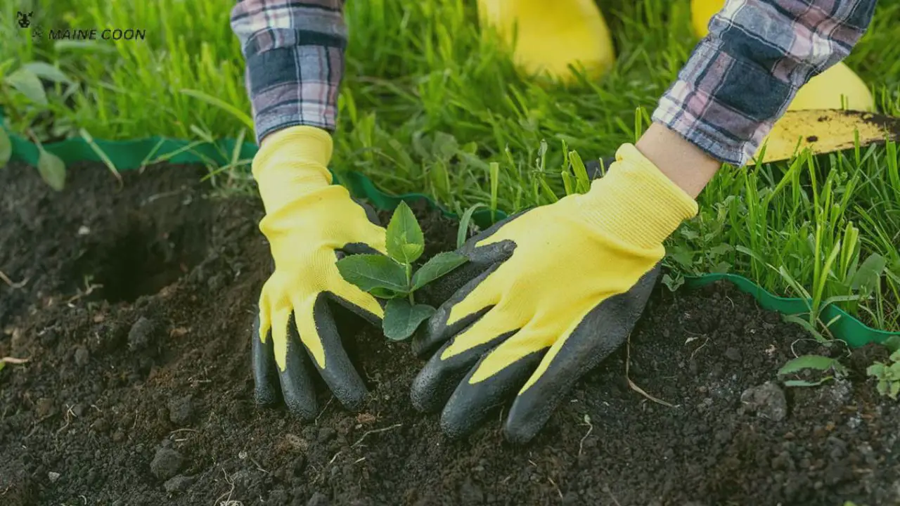 Use gloves while gardening to reduce cat allergy