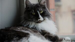 White and black Maine Coon