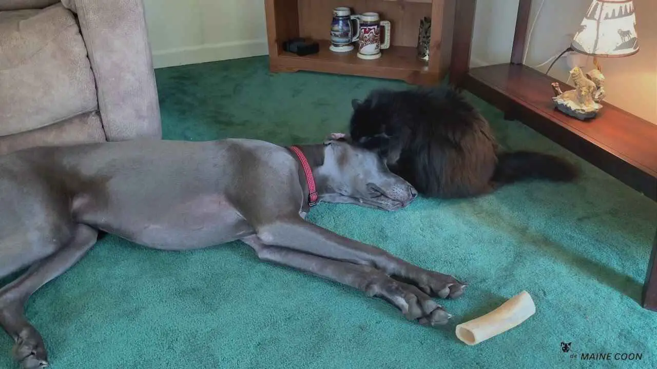 Maine Coon Compared to Great Dane