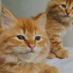 Maine Coon Persian mix