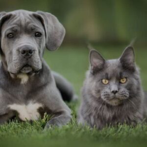 Maine Coon Size Comparison To dogs