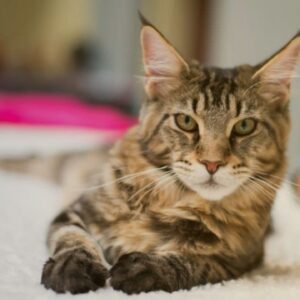 Maine Coon Tabby Mix