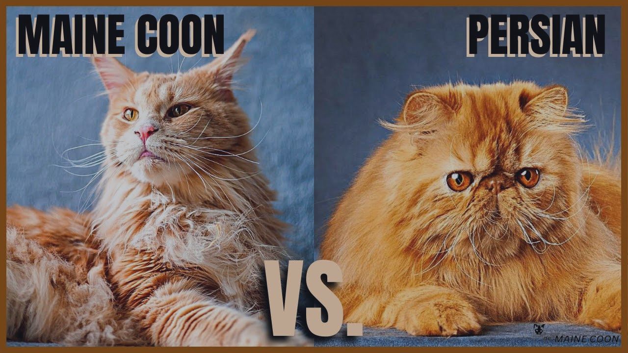 Maine Coon VS Persian