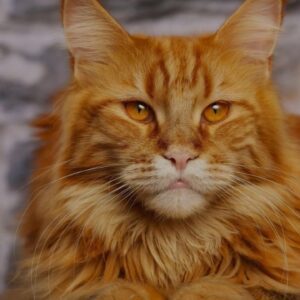 Orange Maine Coon