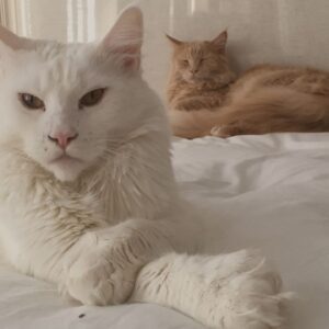 Polydactyl Maine Coon