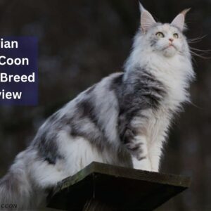 Siberian Maine Coon Mix