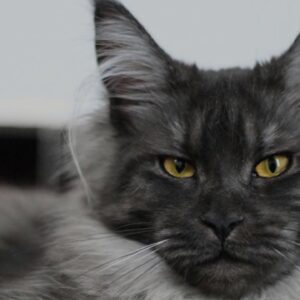 Smoke Maine Coon