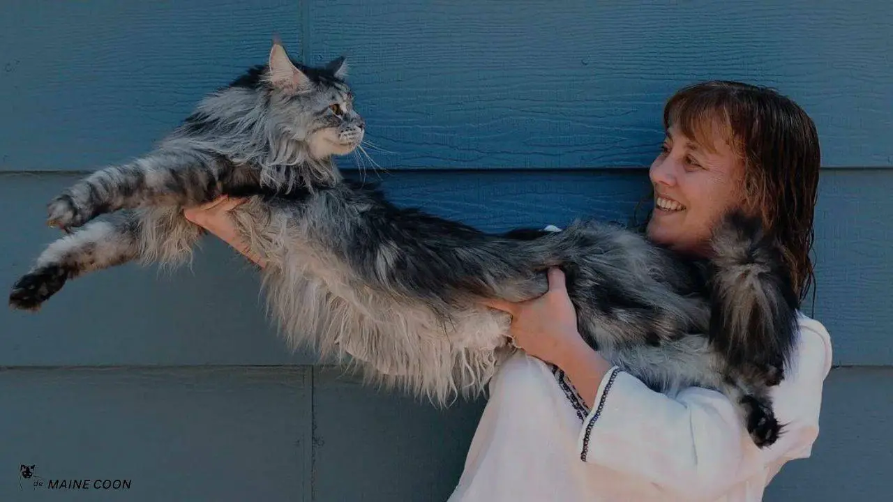 largest Maine Coon Cats