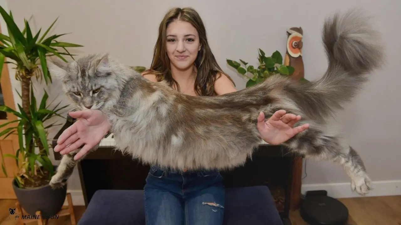why Maine Coon cats are so big