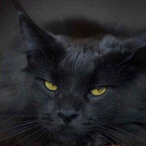 Black Maine Coon