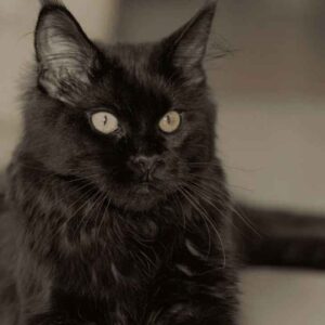 Black Smoke Maine Coon