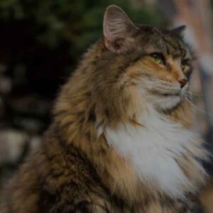 Calico Maine Coon