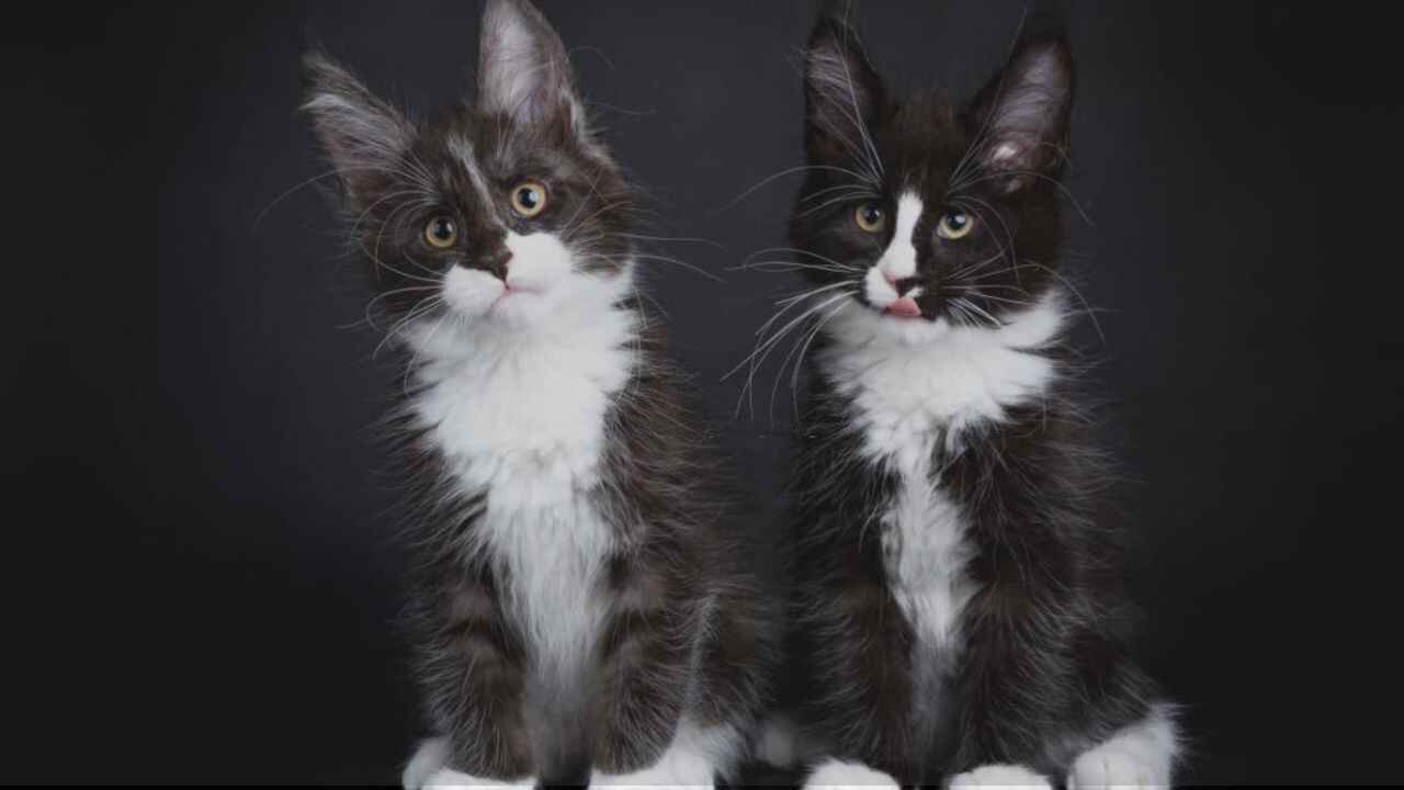 Color Variations of Black Smoke Maine Coon Kitten