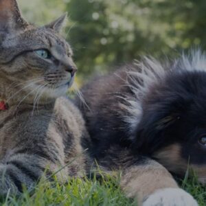 Do Maine Coons Get Along with Dogs