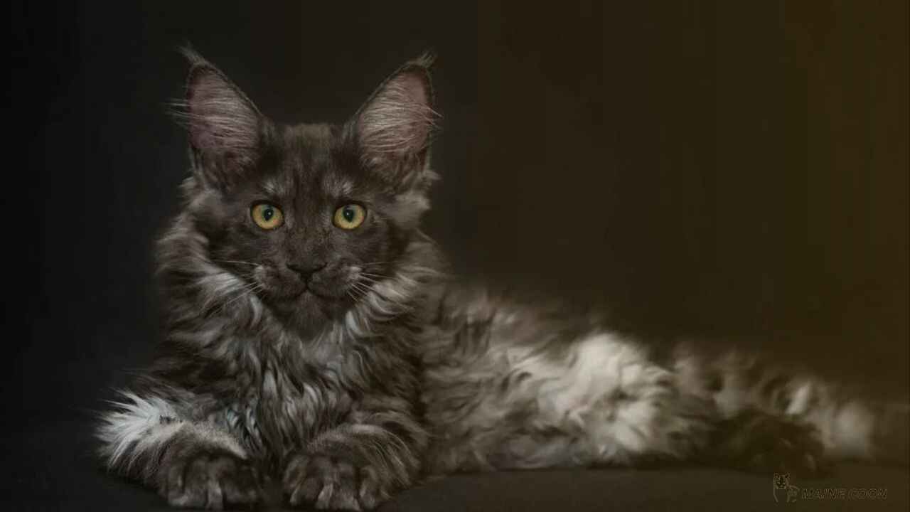 Features of Black Maine Coon kitten
