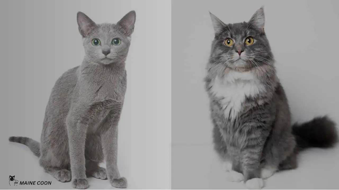 Main Physical Differences between Maine Coon and Russian Blue