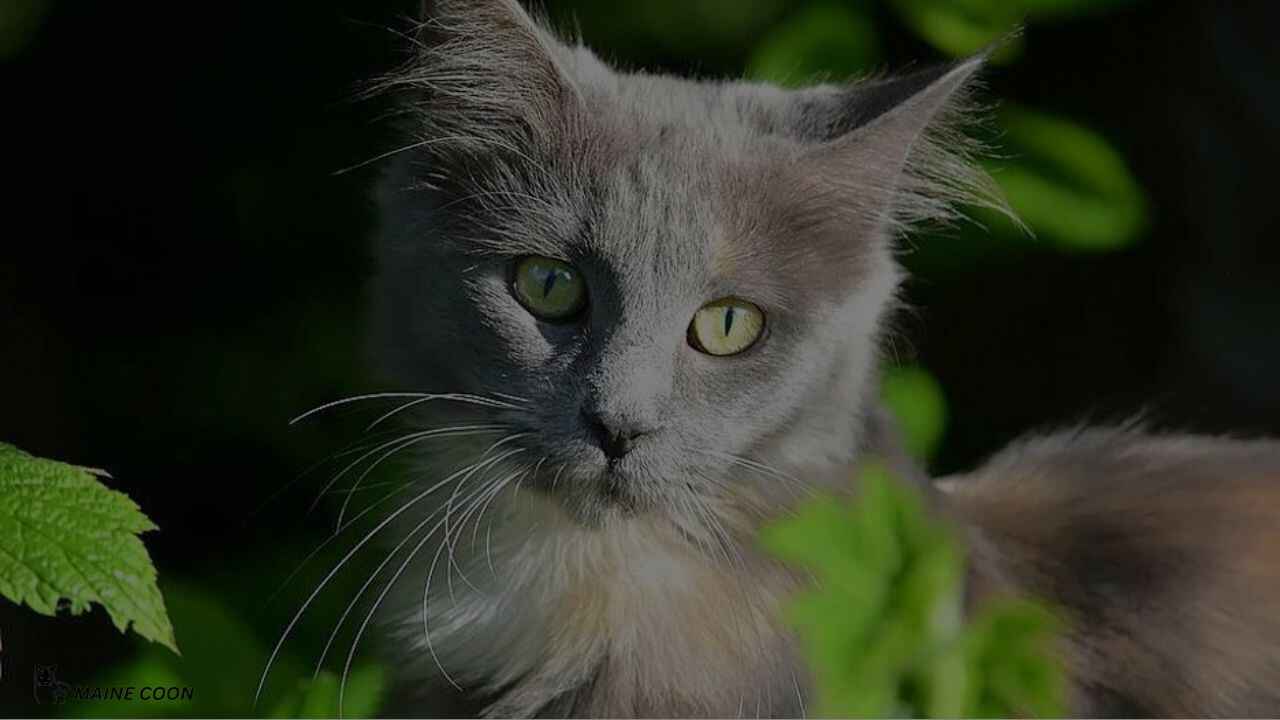 Maine Coon Russian Blue mix