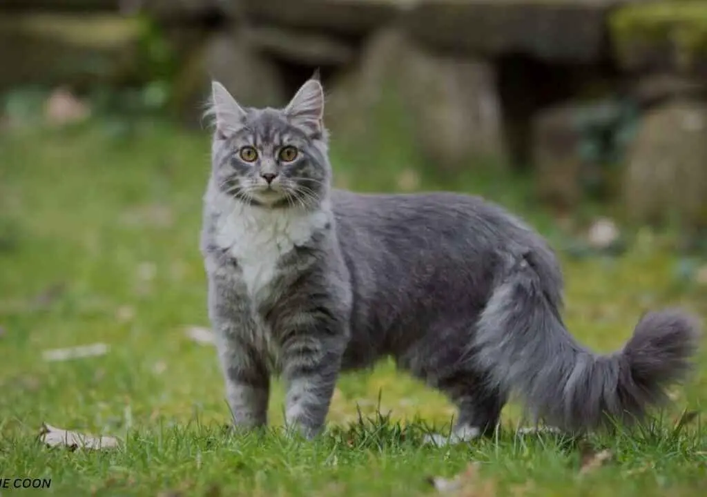 Maine Coon Tail