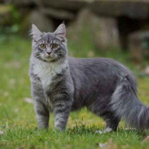 Maine Coon Tail