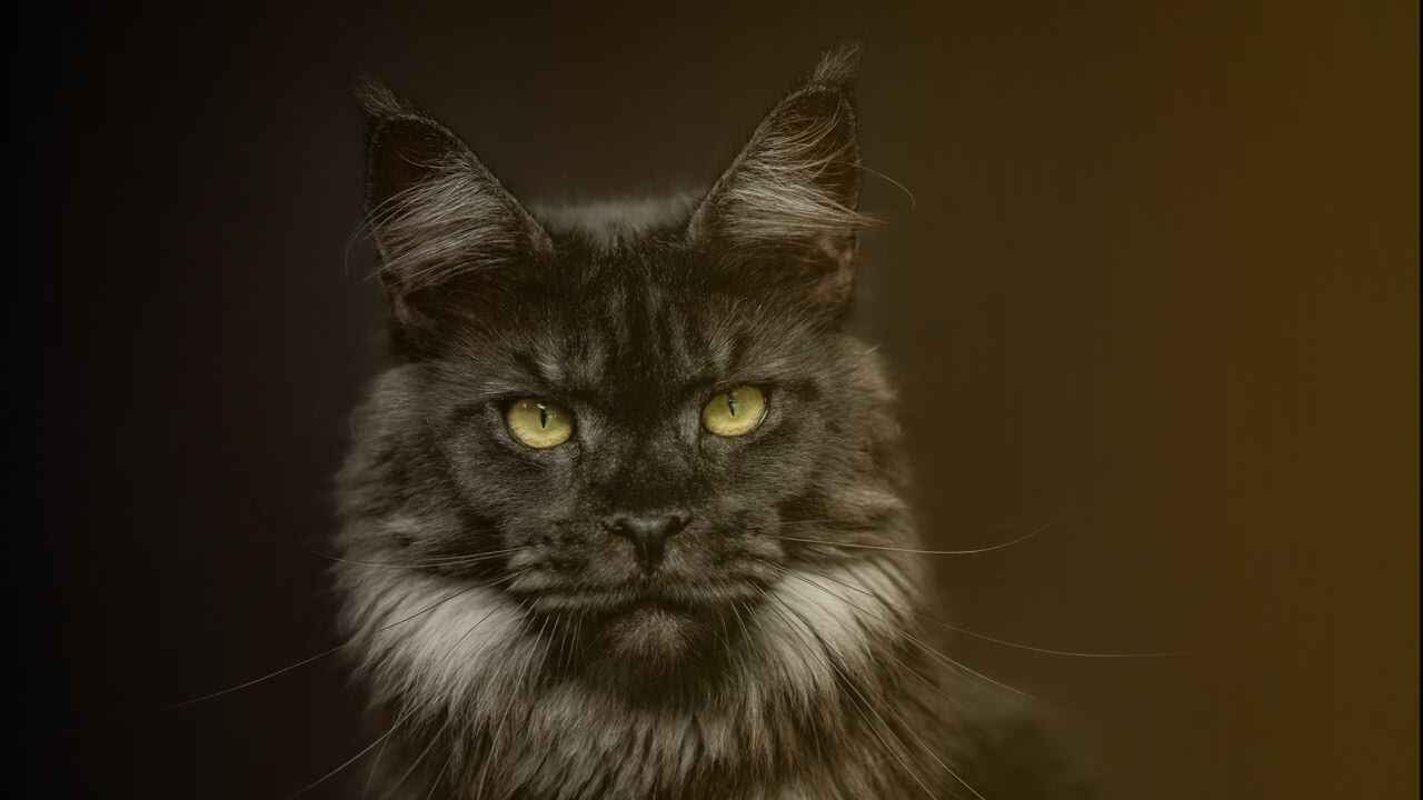 Personality of Maine Coon Black Smoke