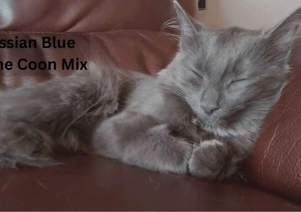 Russian Blue Maine Coon mix