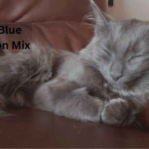 Russian Blue Maine Coon mix