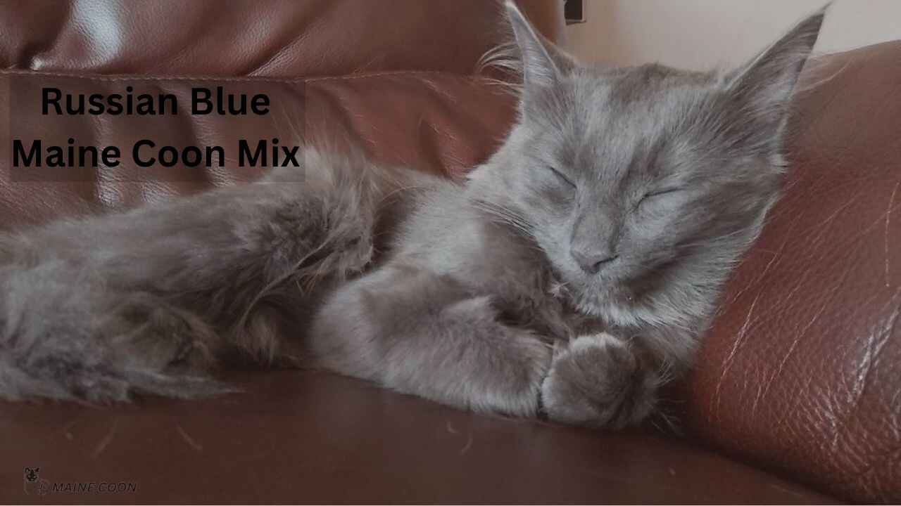 Russian Blue Maine Coon mix
