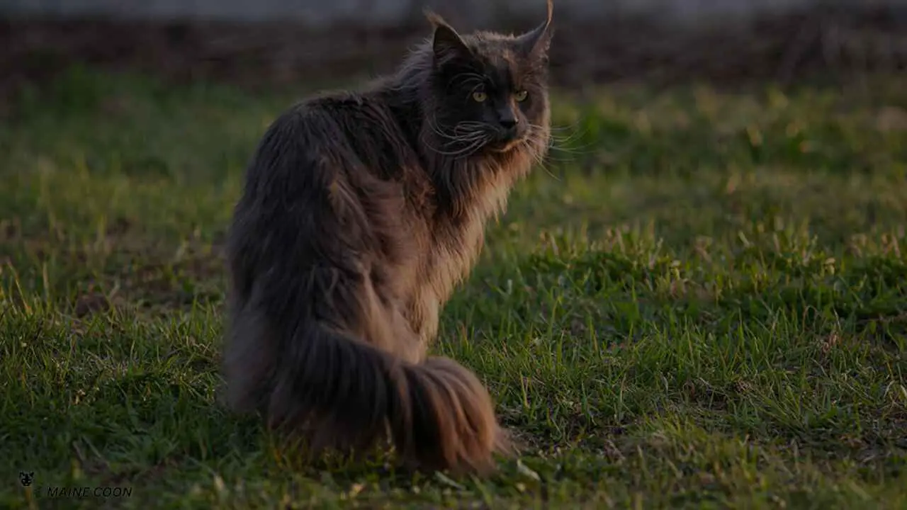 Top Facts of Black Maine Coon Cats
