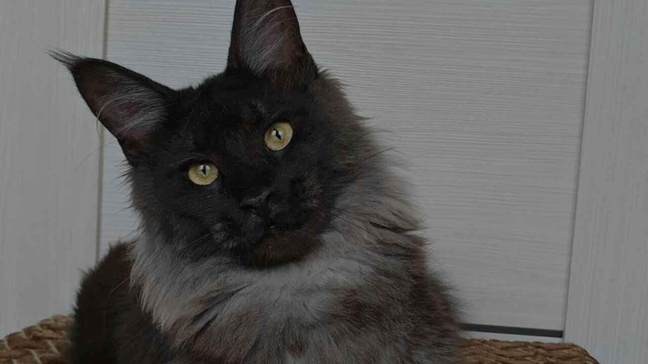 Top Facts of Black Smoke Maine Coon Cat
